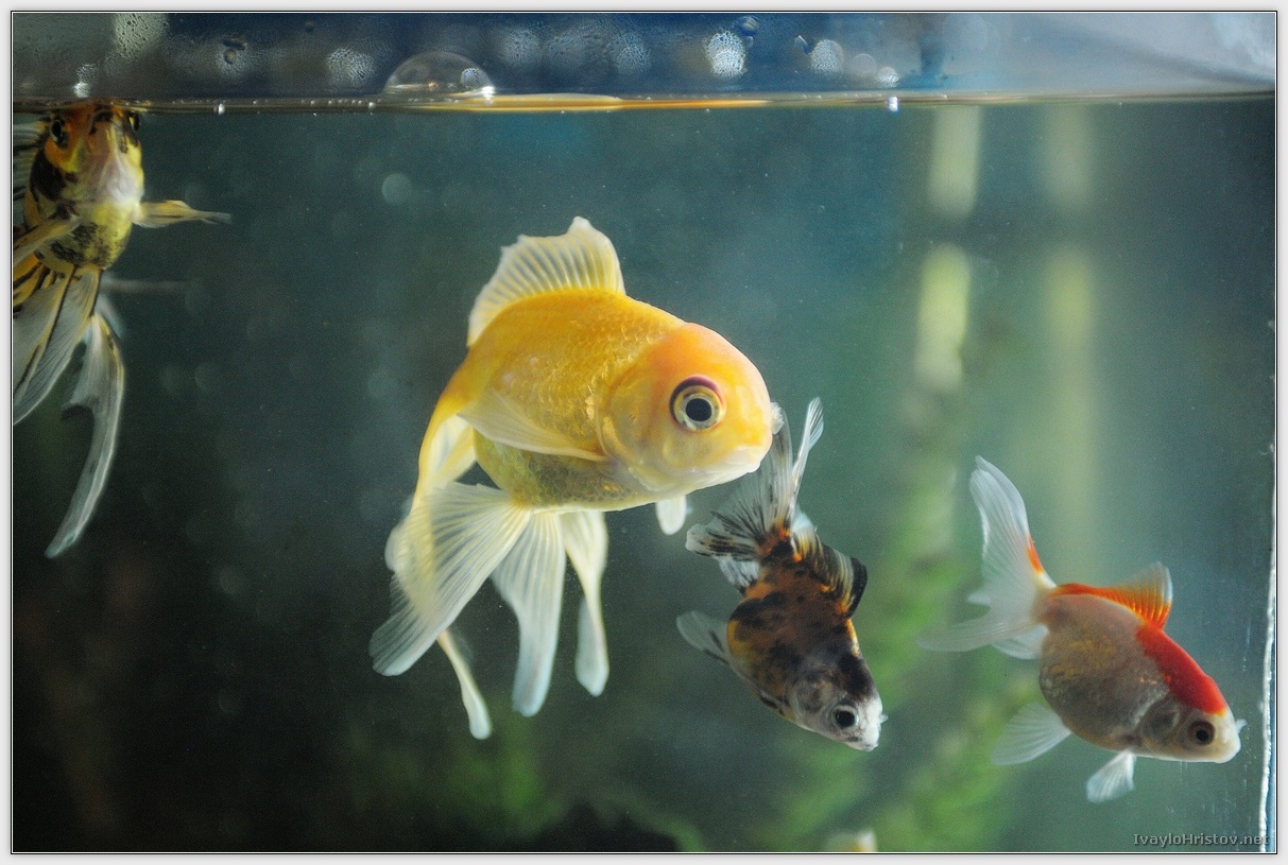 Ralica_Svetozar_033_2014