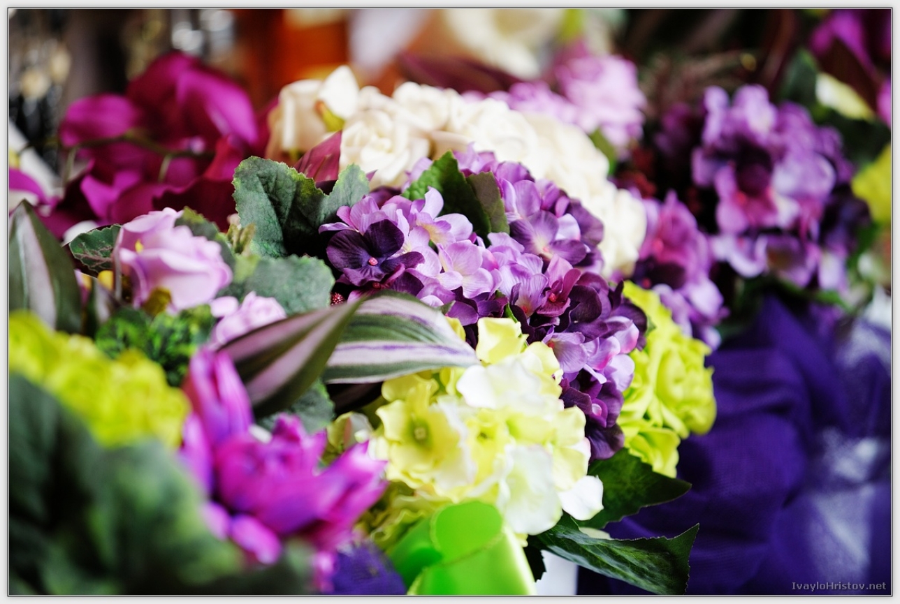 Maria_Stefan_120_2014