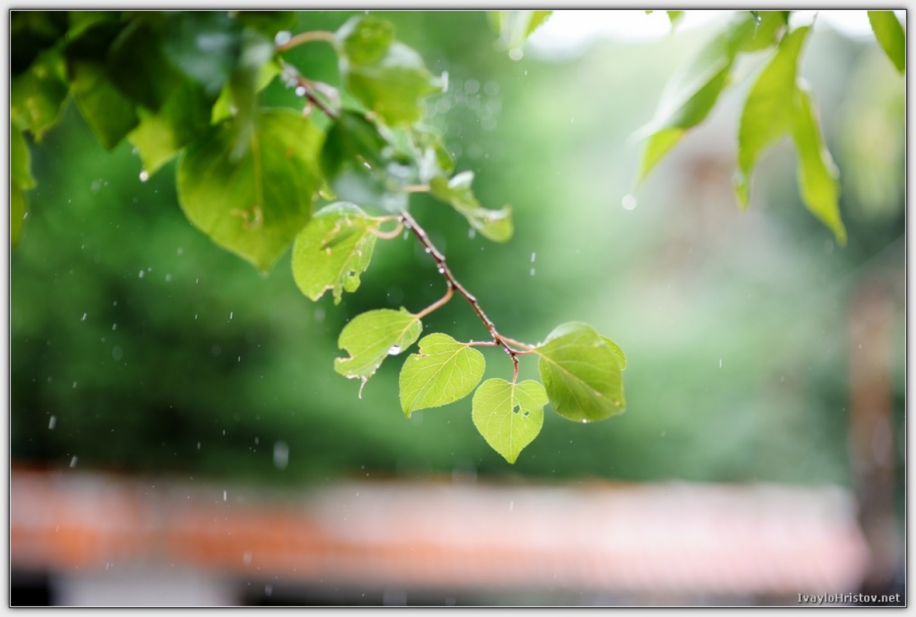 svatba_galia__ivo_0014